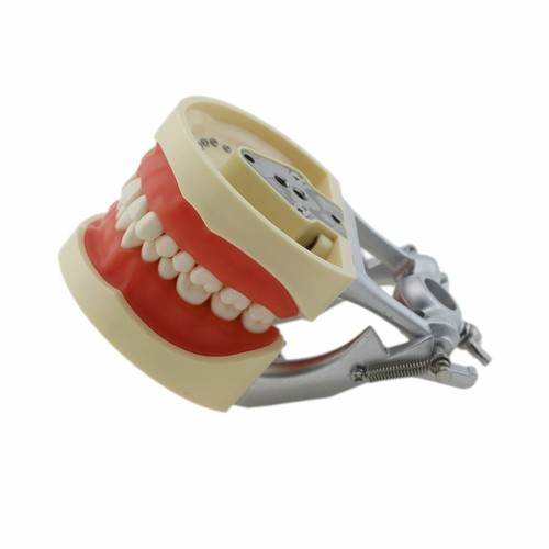 NISSIN 200 Style Dental Typodont Model 32 Removable Teeth Restoration Practice - Picture 17 of 28