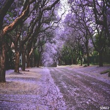 10'x10'CP Purple Forest Avenue Scene Microfiber Fabric background backdrop SD072