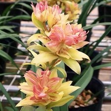 Cymbidium ensifolium  Fushan Qidie  Rare Multi-Petal Fragrant Orchid Live Plant