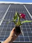 Mini Cattleya -(Pot. Higher Multiplier x Slc. Circle Of Life) 11371 — photo 5