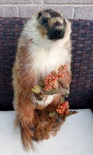 TAXIDERMY RARE COLOR GROUNDHOG MARMOT LIFESIZE MOUNT, 2YRS/STUMP TABLETOP/SKUNK
