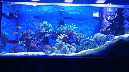 3PCS PopBloom RL90 WiFi Full Spectrum Marine LED Reef Luce Acquario per 48"-60" - Video 1 di 1