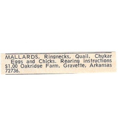 Oakridge Farm Mallards Gravette Arkansas 1977 Ad AF6-S9