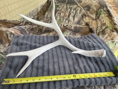 Huge Mule Deer Natural Shed Chalk Antler