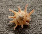 BOLMA GIRGYLLA 23 mm F+++/GEM  super TINY SIZE  pinkish collection
