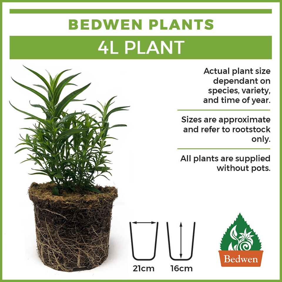 Oregano 'Gold Nugget' 4L Plant. Culinary Herb. Perennial. eBay