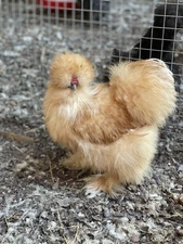 18-pack Fertile Silkie Hatching Eggs - Variety Pack