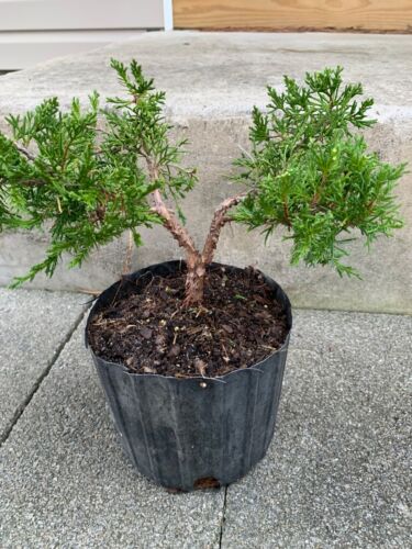 Shimpaku Juniper Bonsai