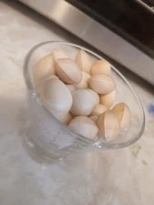 GINKGO BILOBA (Maidenhair Tree) 30 Fresh Seeds