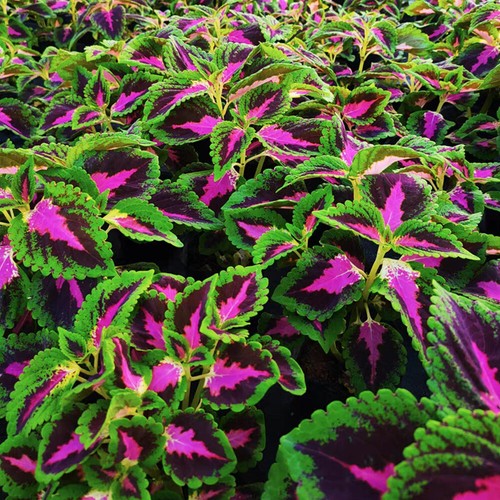 100pcs Grains Blue Red Hosta Plant Hosta plantaginea Garden Flowers Perennials * - Picture 3 of 15