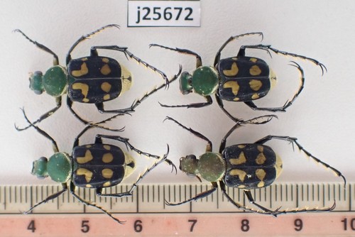 j25672. Insects, Cetoniidae sp. Vietnam, Lai Chau | eBay