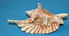 SEA SHELL - SHELLS -STROMBIDAE -STROMBUS GALLUS - 116mm