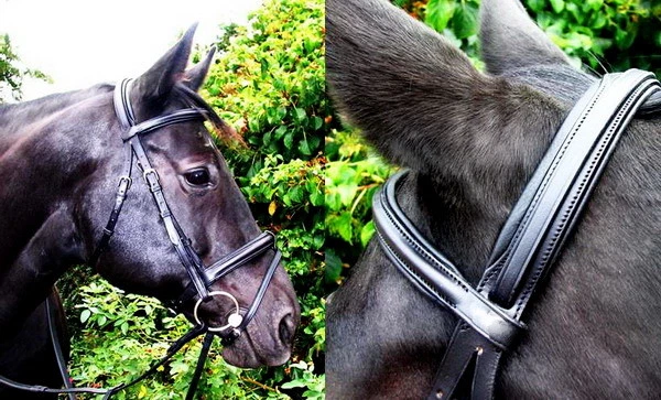 FSS COMFORT Kopfstück GEPOLSTERT Cavesson abnehmbarer Blitzkonverter Dressur ZAUM