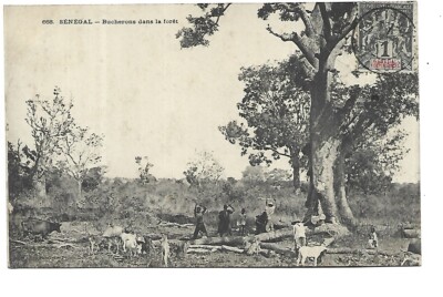 SENEGAL LOGGERS IN THE FOREST