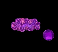 WYSIWYG Gold Tridacna Maxima Clam – Live Saltwater Clam for Reef Tanks