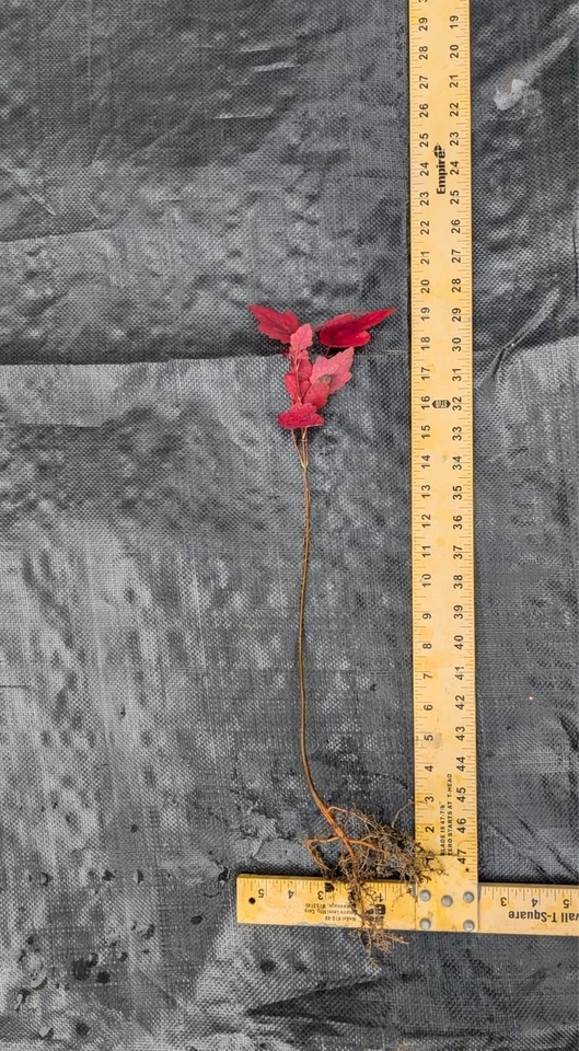 2 Red Maple Trees (Acer rubrum) 1-3 feet Tall, Bare root Beautiful Fast Growing  - Image 4 of 4