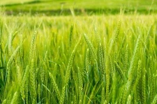 Triticale Seeds for Planting