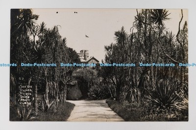 C030555 Tropics Tresco Scilly C King The Neptune Series RP
