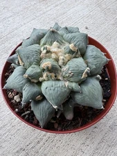 Trifinger Seed Grown Just Perfect  Top Quality Plant!! Huge!! 8” Full Pot