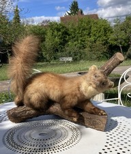 Taxidermie, Fouine sur branche époque milieu XXe