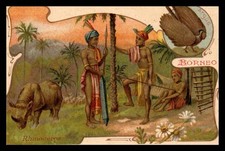 BERIOT LILLE Chromos C - Borneo