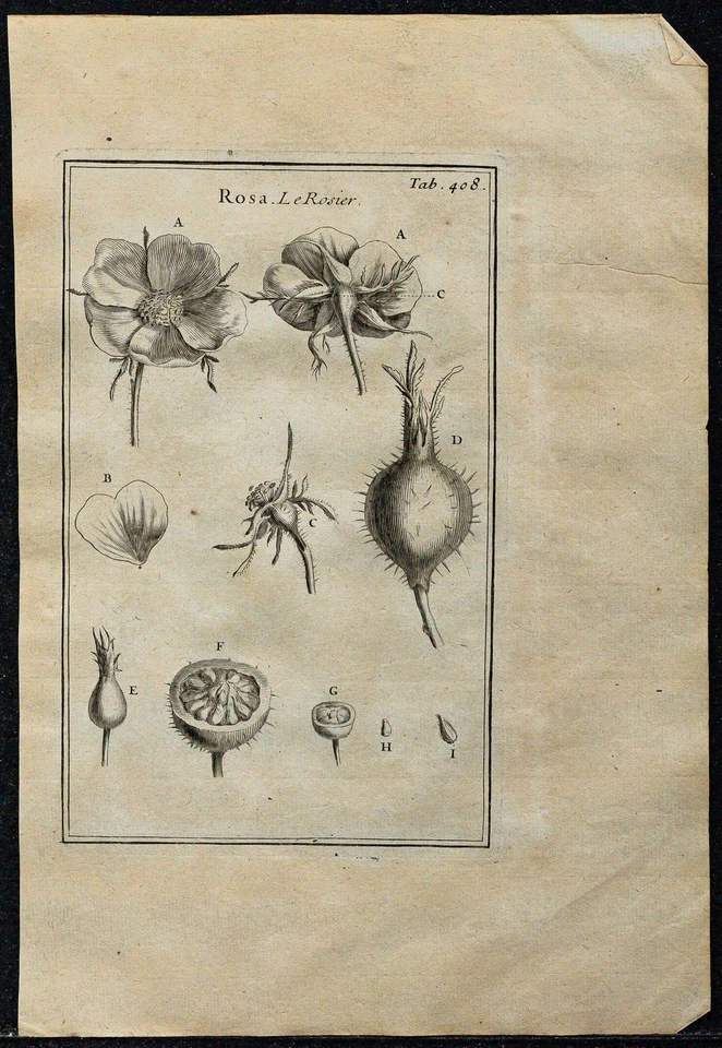 1719 - Pink And Fruit Of Rose - engraving antique Of Botany (Tournefort)