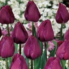 8 - NEGRITA Triumph Tulip Flower Bulbs * APRIL & MAY BLOOMS * Limited Quantity