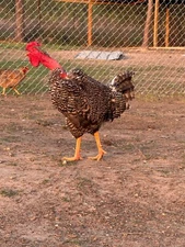 24 Rare Breed Mix Chicken Eggs