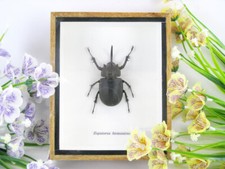 Eupatorus birmanicus - Birma Hirschkäfer -  im 3D Schaukasten -  großes Insekt