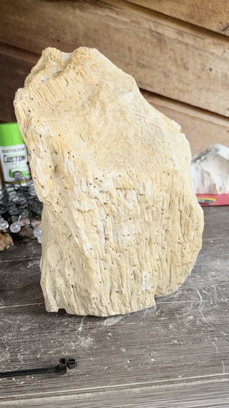 Petrified Wood Fossil Rough Natural Chunk Specimen Piece