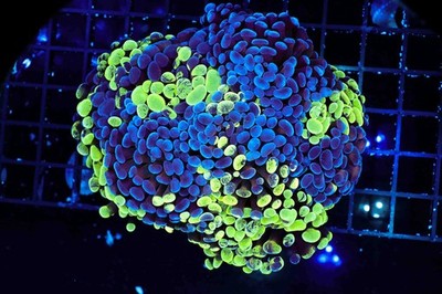 LG Splatter Hammer Colony WYSIWYG - SAQ Coral Farm