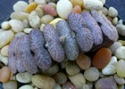 Haworthia Truncata "Lifeline" Offset — photo 2