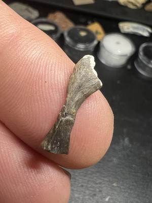 Nice Complete Fossil Captorhinus Ulna Permian Age From Lawton Ok.