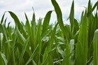 Yellow Popcorn Seeds, Free Shipping