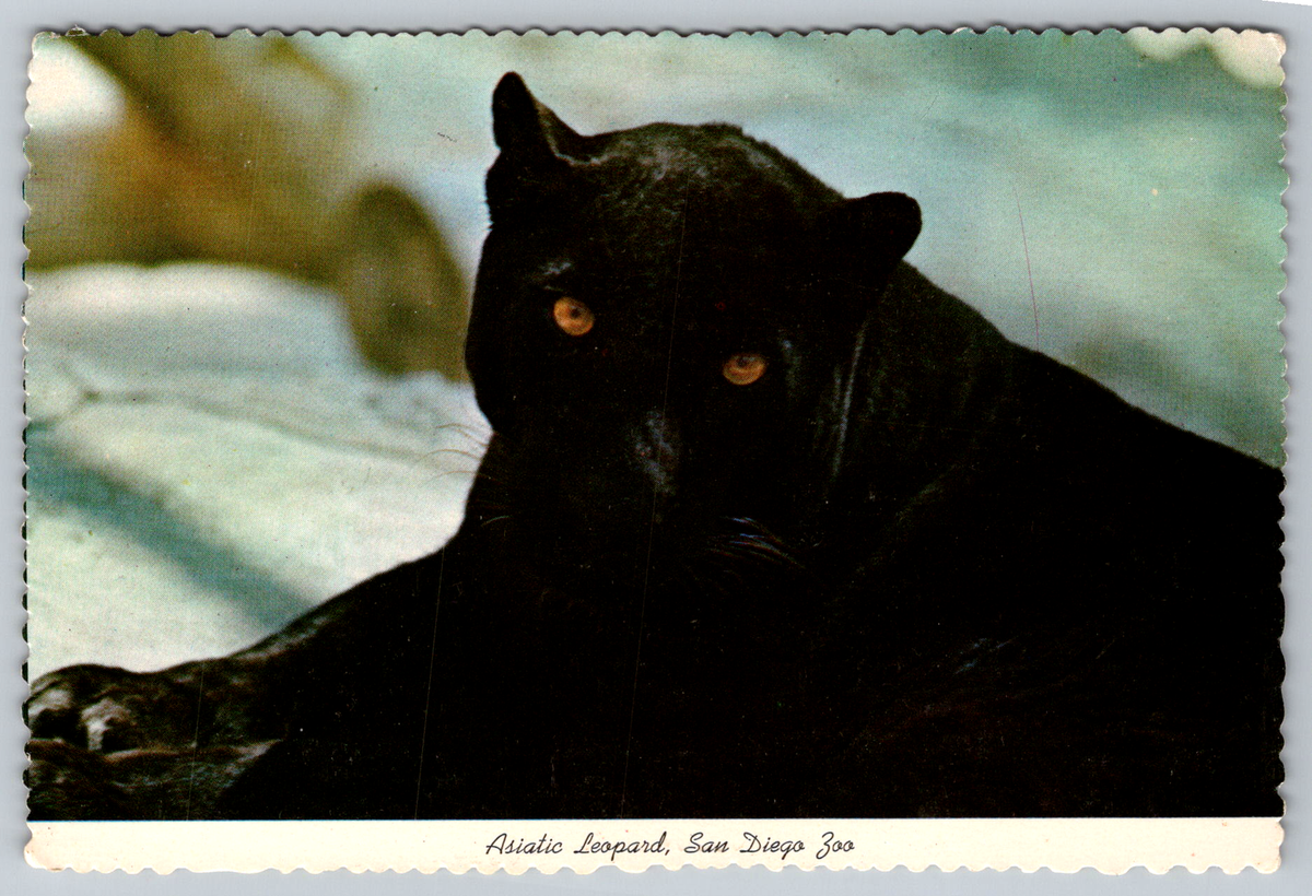 San Diego Zoo Asiatic Leopard Black Phase Postcard | eBay
