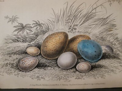 1843 Ornithology Birds Original Engraving Illustration Kupferstich Design Vögel
