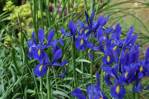 10 Dutch Iris SAPPHIRE BEAUTY Spring Flowering Bulbs Blue Garden Hardy Perennial - Picture 10 of 12