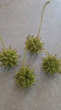 Oak Tree Seeds