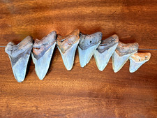 Real Megalodon Shark Teeth: lot of 7