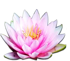 Live Aquatic Plant Nymphaea Fabiola Louisiana Pink Hardy Water Lilies Tuber for 