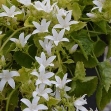 Campanula ?Silver Rain? ? 5 � 3cm Plug Plants ? Hardy Perennial ? FREE P&P