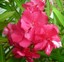 3X OLEANDER STECKLINGE PROVENCE Syn. SV DE MICHEL Cadmiumorange Gefüllt EUR 8,99 - DE