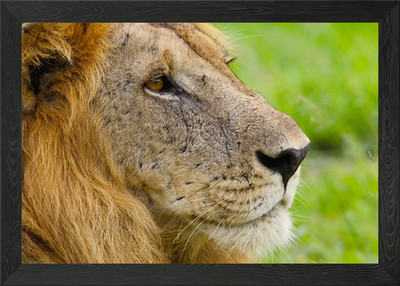 Ein Löwen Portrait - Der König gerahmtes Wandbild Poster Leinwanddruck Bild