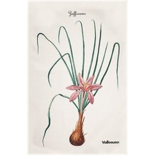 Canovaccio da cucina Vallesusa della linea Erbe Aromatiche variante PIQ01 ZAFFER