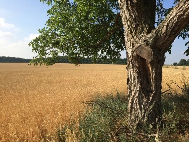 Bild 3 von 3