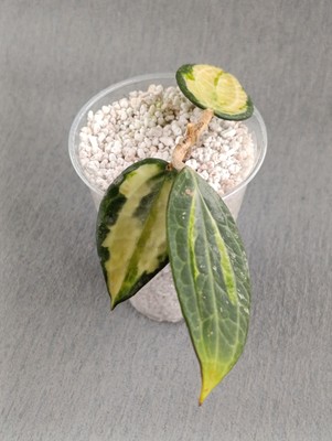 Hoya Macrophylla  Pot of gold Bewurzelter Steckling Inner Variegated Tricolor
