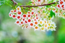 Yellowhorn Bush Seeds for Planting (6 Large Seeds) - Exotic Blooms All Season - 