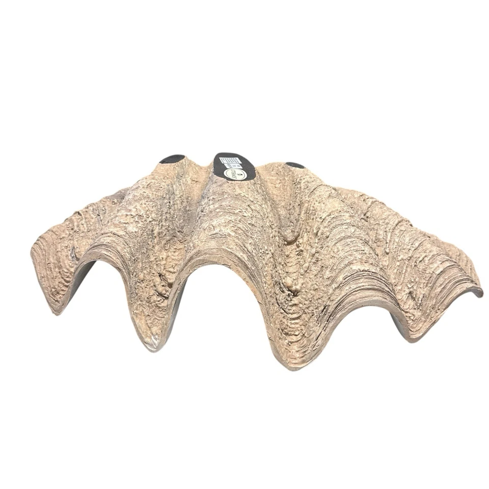 Uttermost Clam Coastal Polyresin Shell Bowl Antique White Brown Gray 16800 NEW - Image 3 of 4