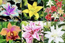 20 LILY FLOWER SEEDS rare exotic bloom blossom plant garden bush B germination