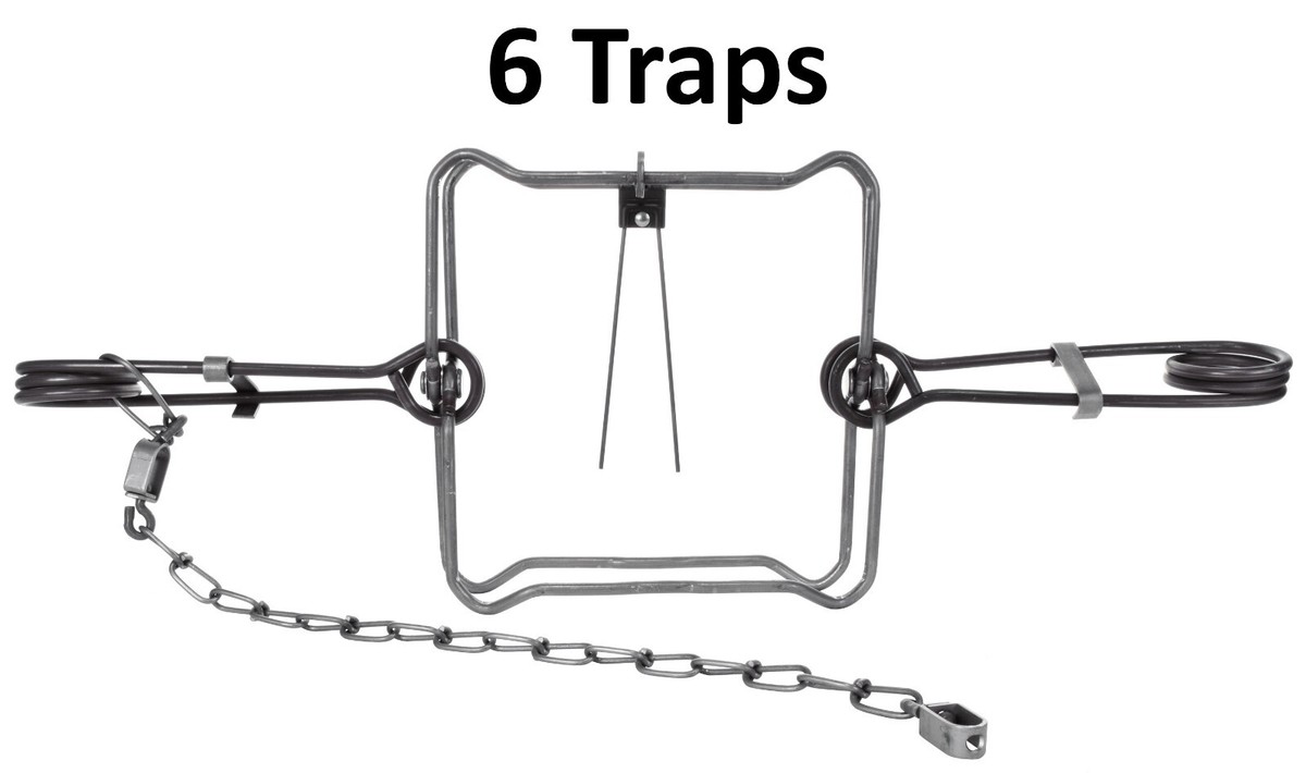 6 Bridger 8 X 8 #280 Bodygripper Magnum Body Grip Trap 6 Traps | eBay